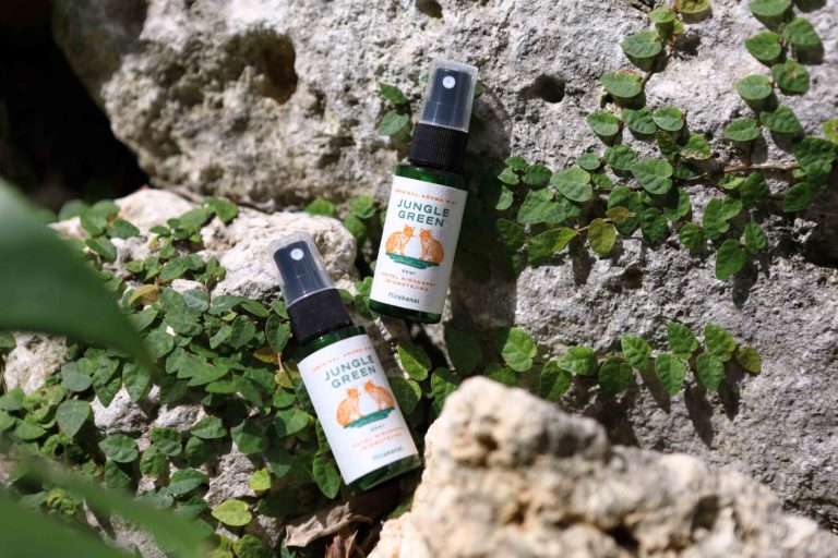 11/6　「イリオモテヤマネコに会えるかもね」