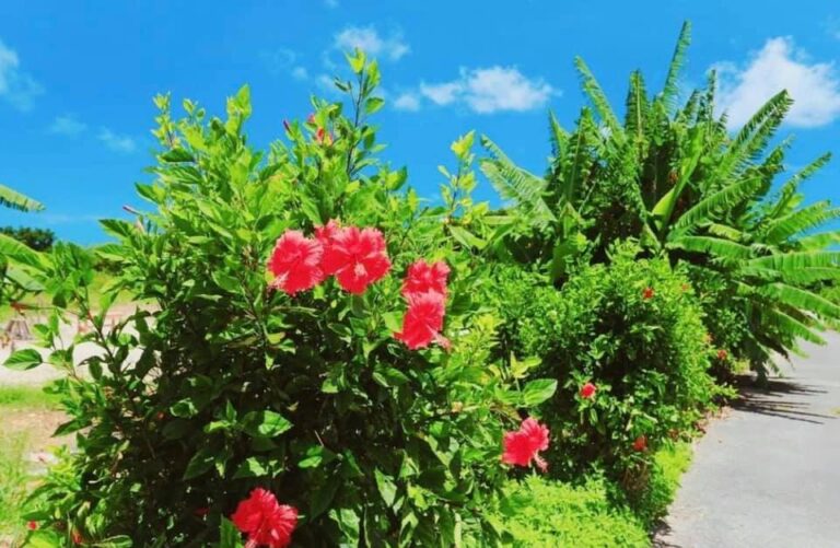 4/11　ハイビスカスとバナナの木