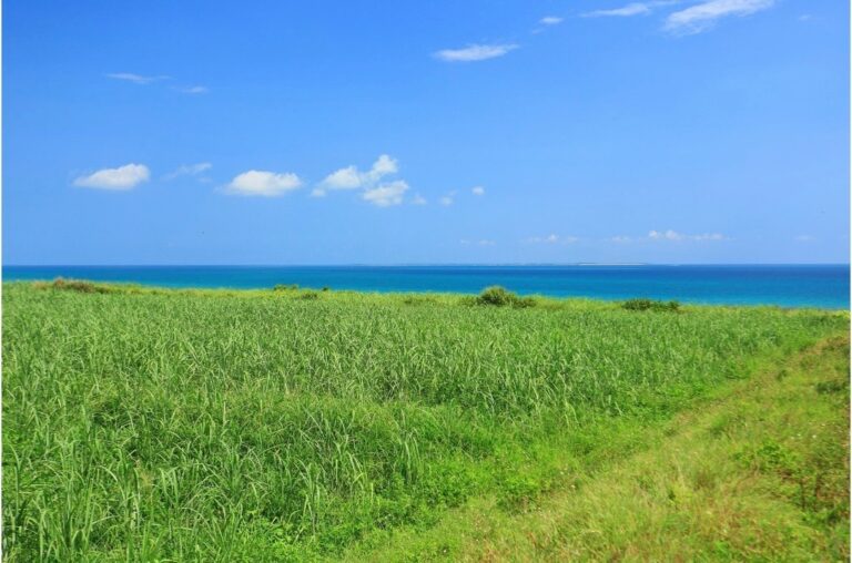 6/6　風がざわわの南の島の草原