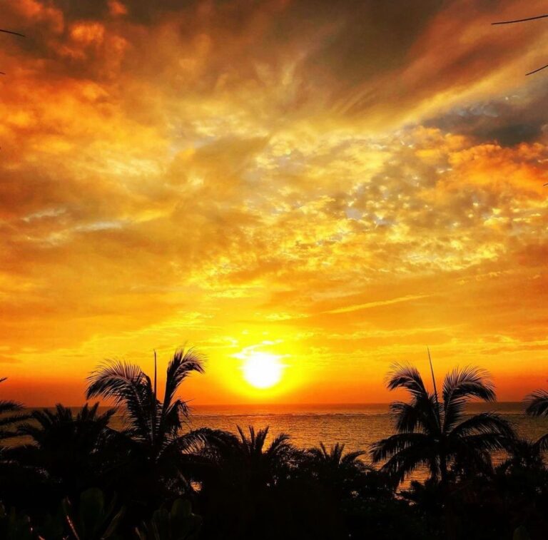 10/31　ヤシの木のてっぺんで