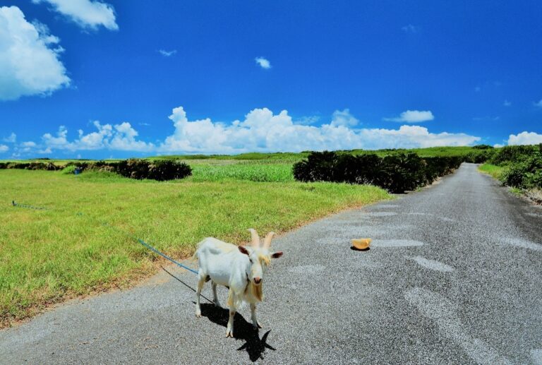 12/25　めぇリークリスマス🌺