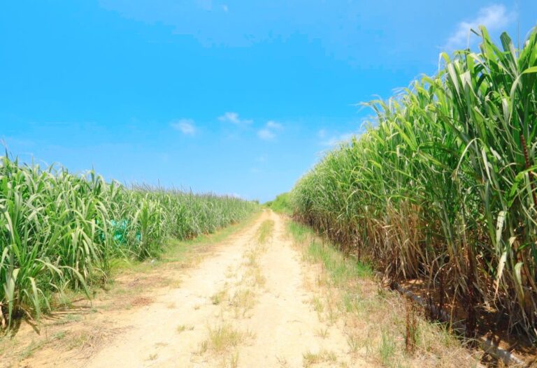 6/29　南の島の日常