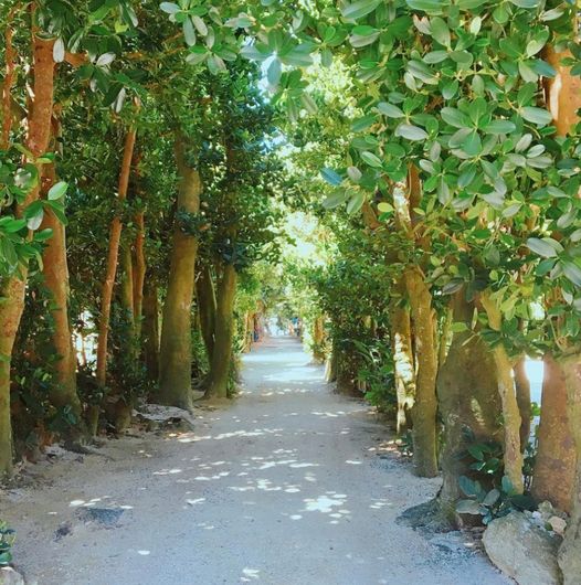 9/11　南の島の木のトンネル