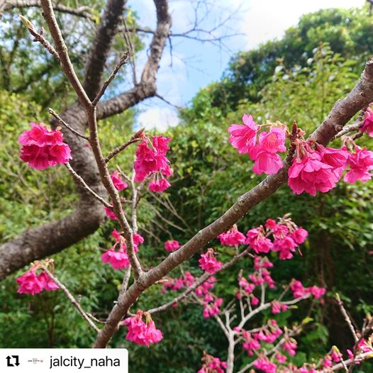 1/28　南の島は桜のシーズン🌸