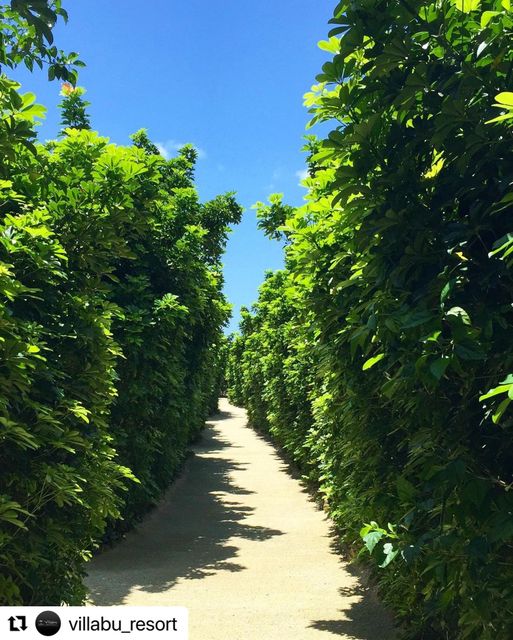 12/24　イラブ島のカポックの道🦀