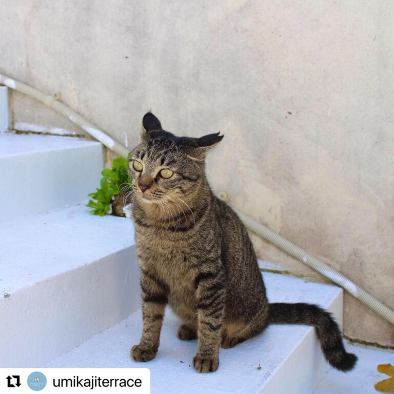 1/7　セナガ島のネコさん🏝