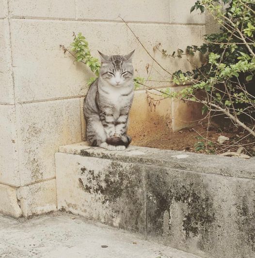 2/22　南の島のネコ
