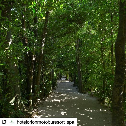 2/25　南の島の木のトンネルをくぐり抜けると