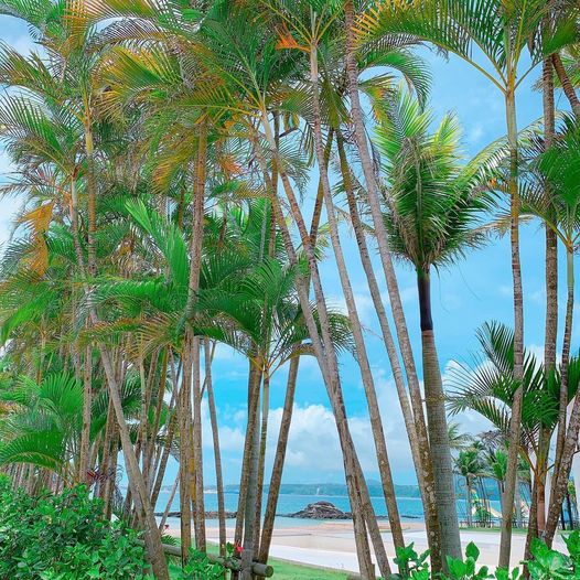 3/13　スギ花粉がない南国🌞