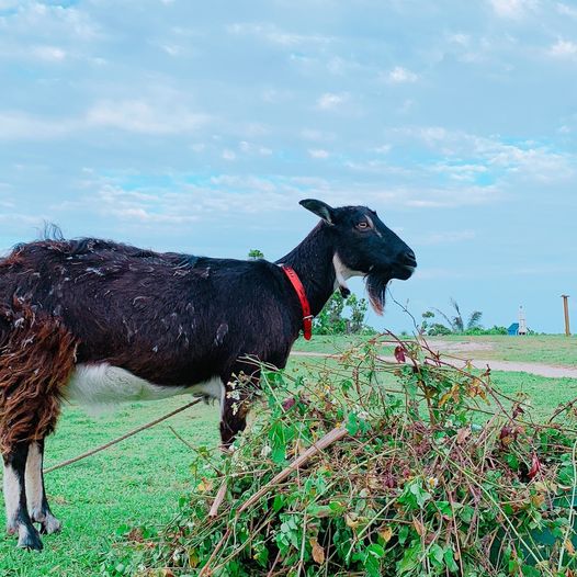 4/16　朝ごはんてんこ盛りの