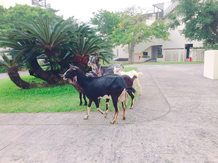 4/2　ヤギと朝んぽする