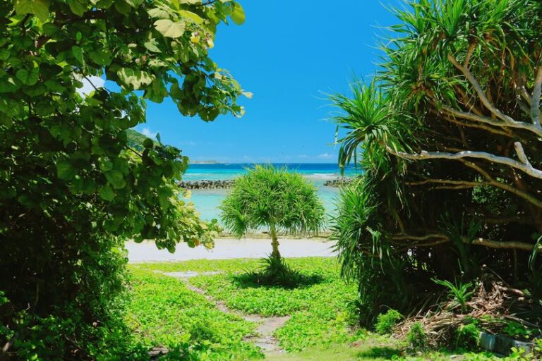 1/21　まだ小さい、小学生みたいな木🌴