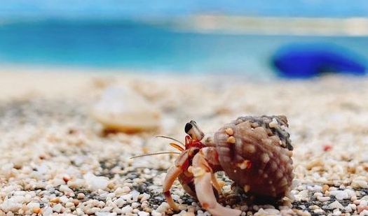 6/17　夏待ちヤドカリ🌺