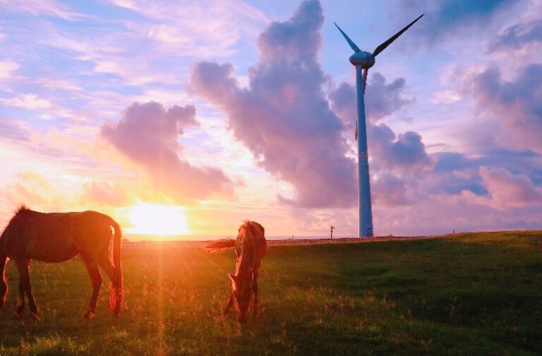 11/08　与那国島の与那国馬🌺