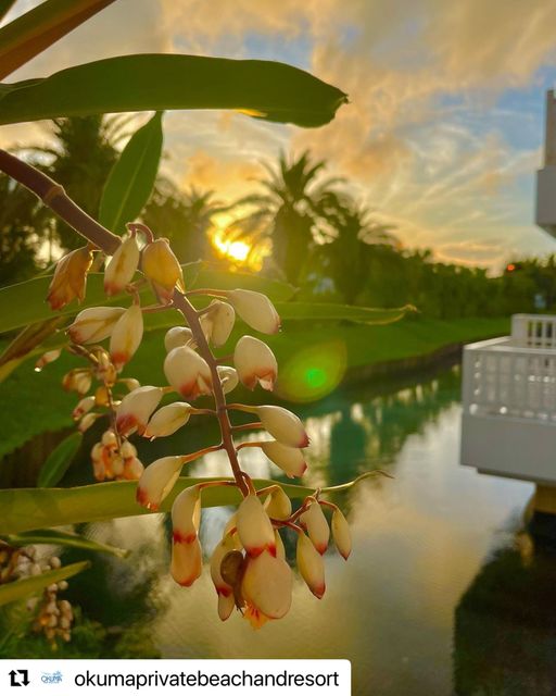 6/3　南の島の夕暮れによく似合う