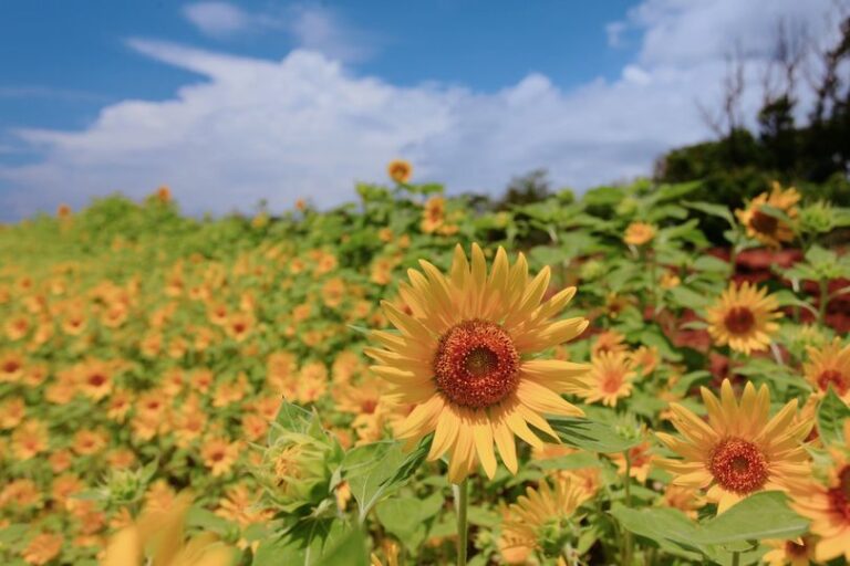 7/5　日本最西端の島のひまわり畑