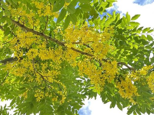 7/8　南の島のゴールデンシャワー