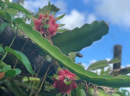 8/12　南の島のミラクル果実