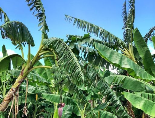 9/16　ワッサワッサのバナナの葉から