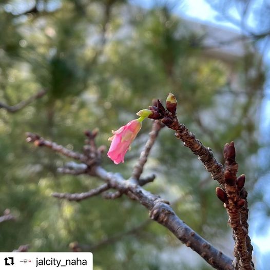 2/3　南の島は桜のシーズン🌸