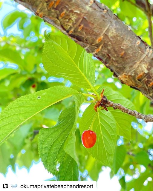 4/14　南の島のさくらんぼ