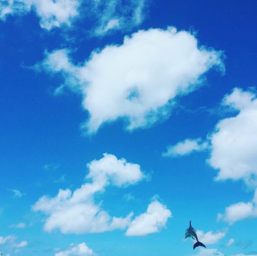 5/30　イルカがぴょん⛱