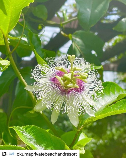 6/16　クラゲ🫣のようなこの謎花