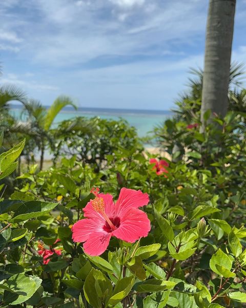 5/27　沖縄では「アカバナー（赤い花）」